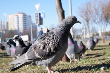 pigeon in the town