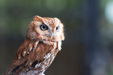 a little brown owl