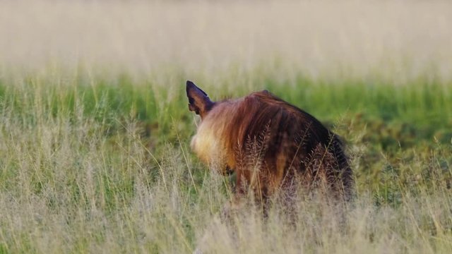 Brown Hyena feeding on a carcass, looks at something in the distance. Telephoto shot during sunrise.