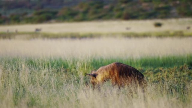 Telephoto shot of Brown Hyena tearing apart a carcass in Central Kalahri Desert.
