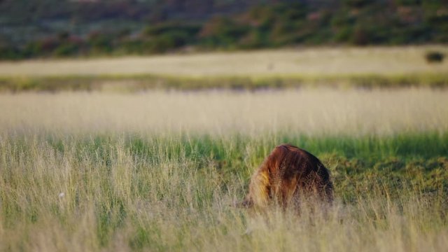 Telephoto shot of a Brown Hyena in an open grassy field in Central Kalahari at sunrise