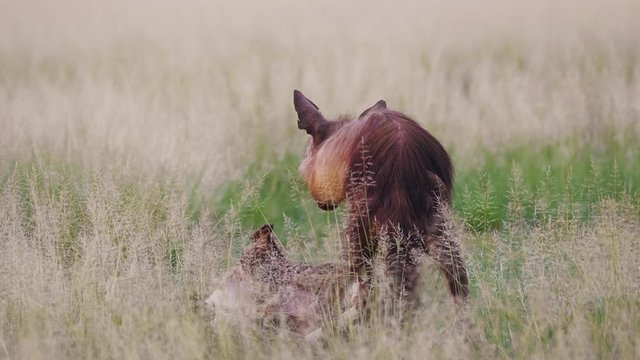 Brown Hyena chews on carcass in Central Kalahari Desert. Telephoto shot.