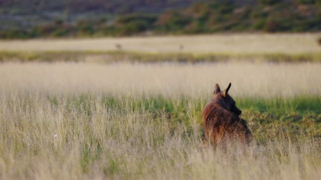 Rare Brown Hyena sitting in an open grassland, begins feeding on carcass.