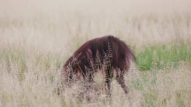 Brown Hyena chews on carcass in Central Kalahari Desert. Telephoto shot.
