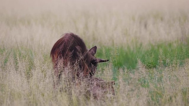 Brown Hyena feeds on old carcass in grassland plain. Telephoto shot.