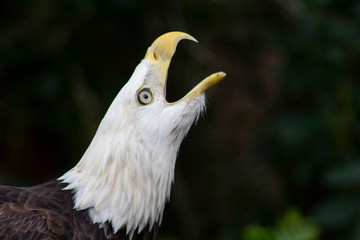 bald eagle singing
