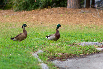 ducks about the cross the road