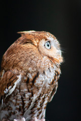 eastern screech owl