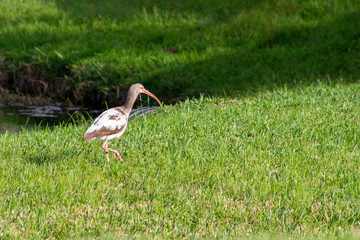 Florida egret walking