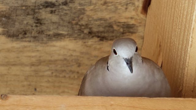 A Collared Dove perched on an old decaying wooden gate.