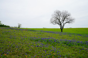 Fototapeta na wymiar Lonely tree with Texas bluebonnet wildflowers in bloom