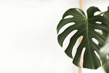 Fototapeta na wymiar Dark green leaves of monstera or split-leaf philodendron, Monstera deliciosa, the tropical foliage plant growing in wild isolated on white background. selective focus