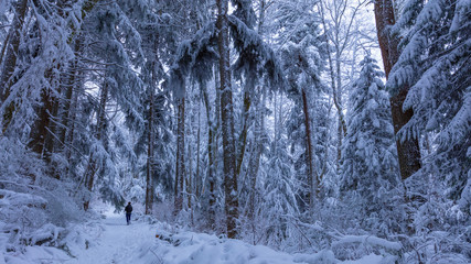 Walking in a Snow Forest, Squak Mountain Fireplace Trail, Washington