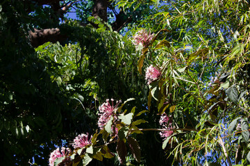 pink wildflowers in the woods
