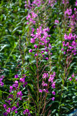 Obraz premium Pink Blossoms in Summer