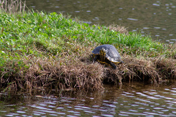 Obraz premium turtle exploring grass