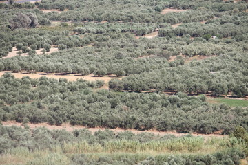 champ d'oliviers en crete