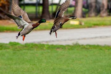 Obraz premium two green birds flying