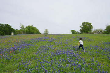 Young boy playing outside in a patch of Texas bluebonnet wildflowers in bloom