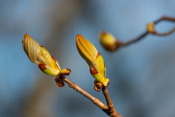 a close up of chestnut buds and the sky is blue