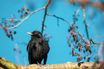 close up of a blackbird looking into the camera and the sky is blue