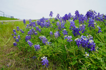 Obraz premium Patch of Texas bluebonnet wildflowers in bloom along the roadside