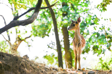 Portrait de petits chevreuils au milieu d'une foret en Europe durant l'été.
