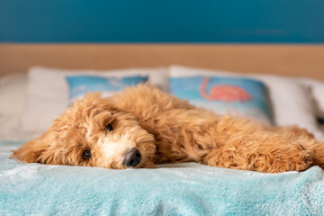goldendoodle puppy lying down