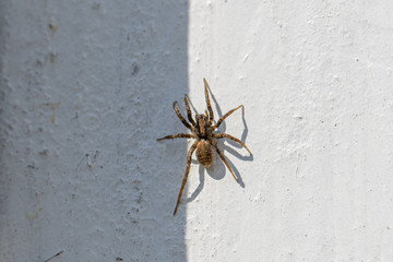  small brown hairy spider lurks on a white wall for prey