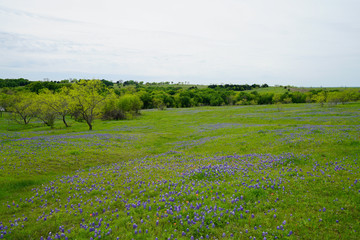 View of countryside with Texas bluebonnet wildflowers in bloom