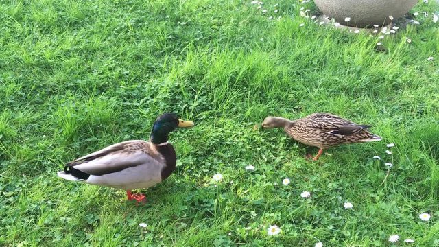 wild duck in a green meadow