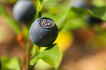 Blueberries close-up. Natural wild berry in the Siberian forest. Colorful blurred image.