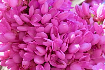 close-up of pink cercis flowers on branches
