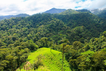 mountain rain forest