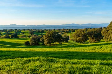 Foto op Aluminium countryside landscape with green fields and hills with trees, shadows, bushes, green grass and mountains in background © jalbator
