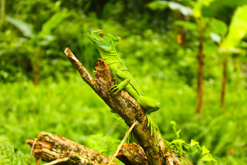 green basilisk posing