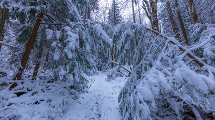 Walking in a Snow Forest, Squak Mountain Fireplace Trail, Washington