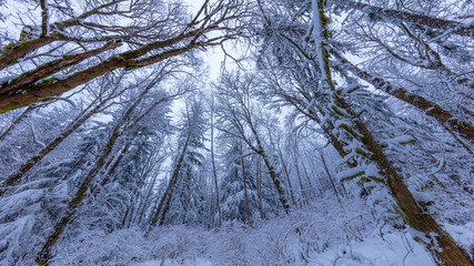 Fototapeta premium Walking in a Snow Forest, Squak Mountain Fireplace Trail, Washington