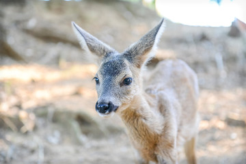 Portrait de petits chevreuils au milieu d'une foret en Europe durant l'été.