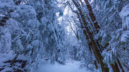 Walking in a Snow Forest, Squak Mountain Fireplace Trail, Washington