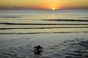 Fauna marina y atardecer