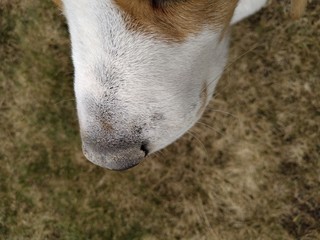 Fototapeta premium A close up of a white dog nose