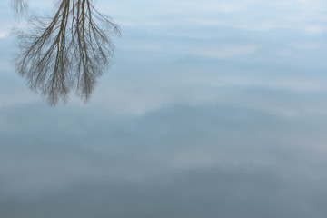 Fototapeta na wymiar Reflection of a tree in water