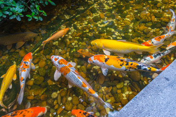 Japanese Koi Carps playing in the beautiful pond