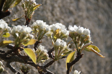 White fresh pear tree bud fertile blossom