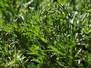 Fototapeta na wymiar green plant in the light of the sun