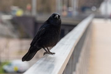 Eine Krähe auf einem Brückengeländer sitzend und auf Beute wartend