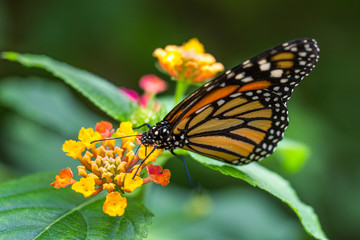 The monarch butterfly or simply monarch (Danaus plexippus) on the flower garden.