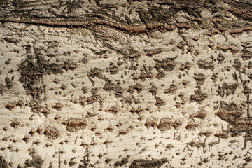 Tree white bark texture. Trunk background.