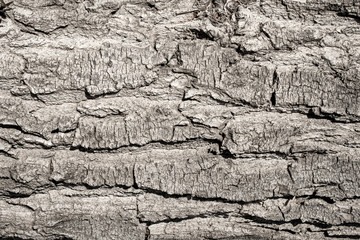 Gray tree bark texture. Trunk background.